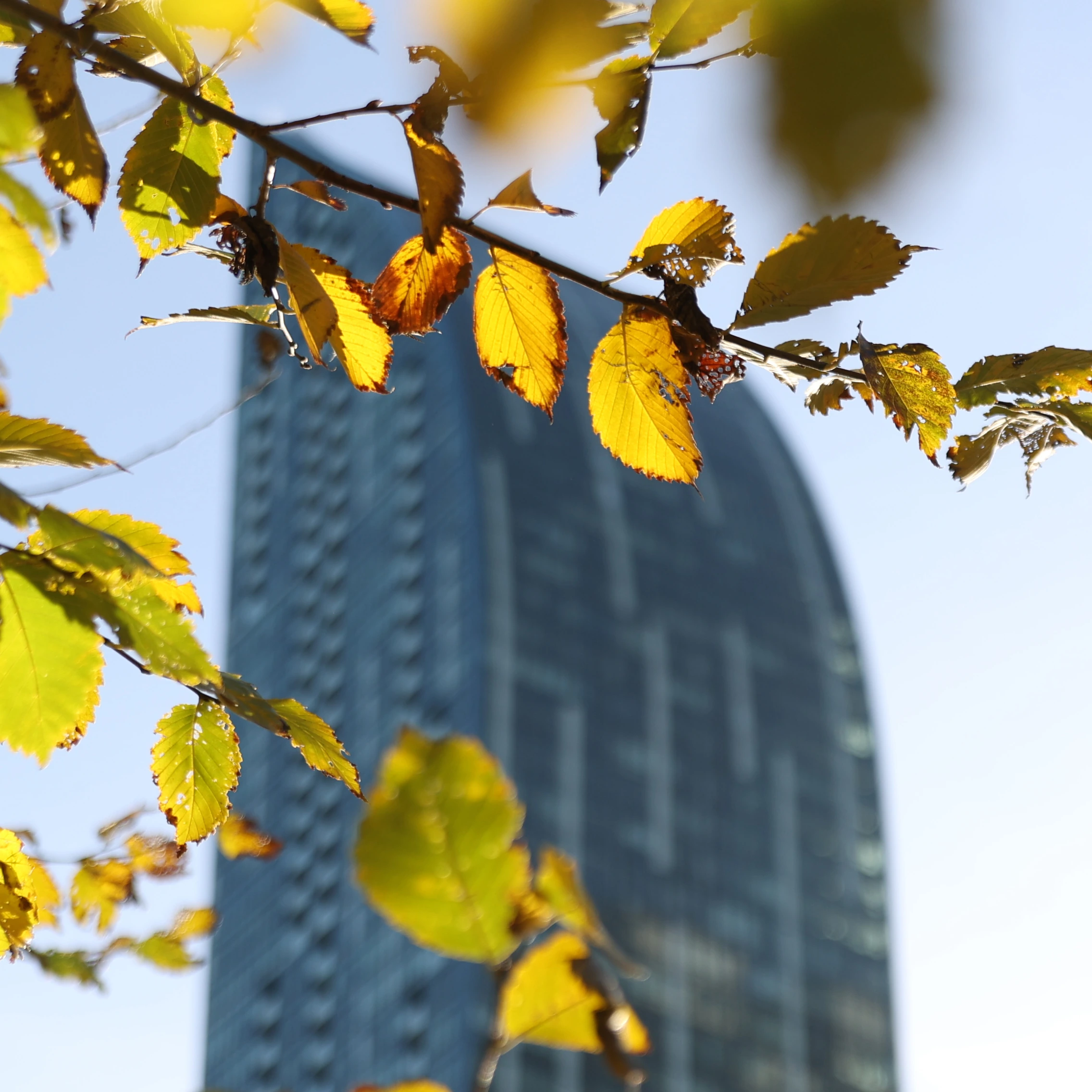 Autumn · light & layers
